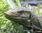 Un esemplare di Varanus Bitatawa, catalogato nelle Filippine (Reuters)